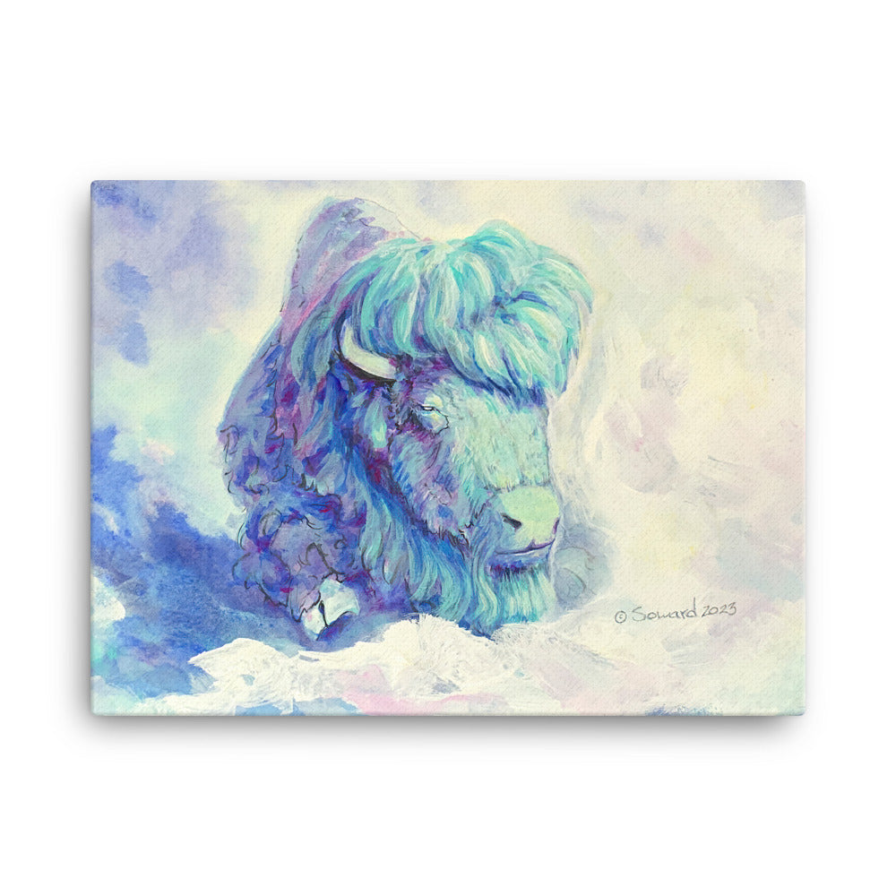 Waking in Aqua, Buffalo/Bison, Canvas Print