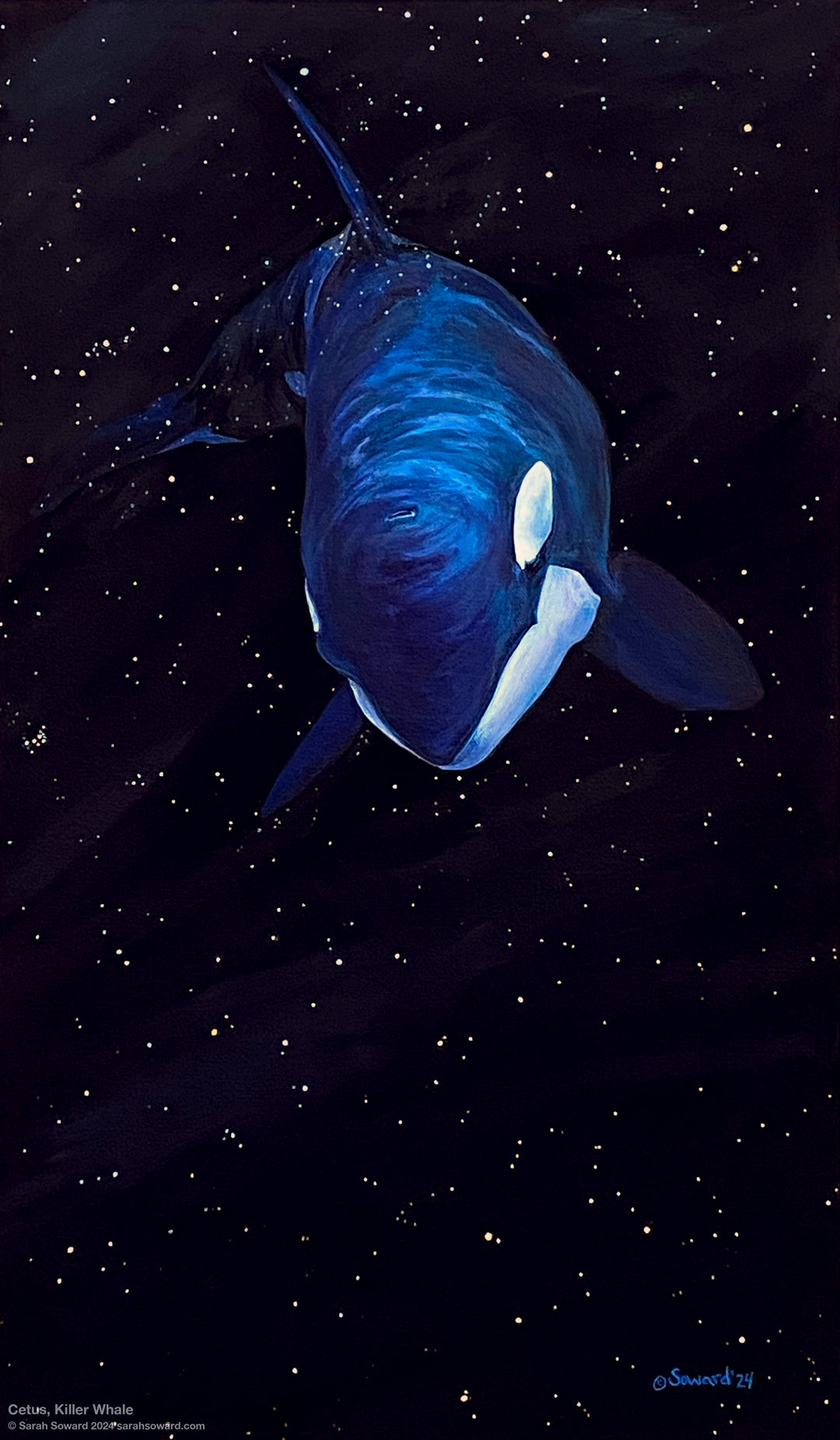 Cetus, Killer Whale, Prints