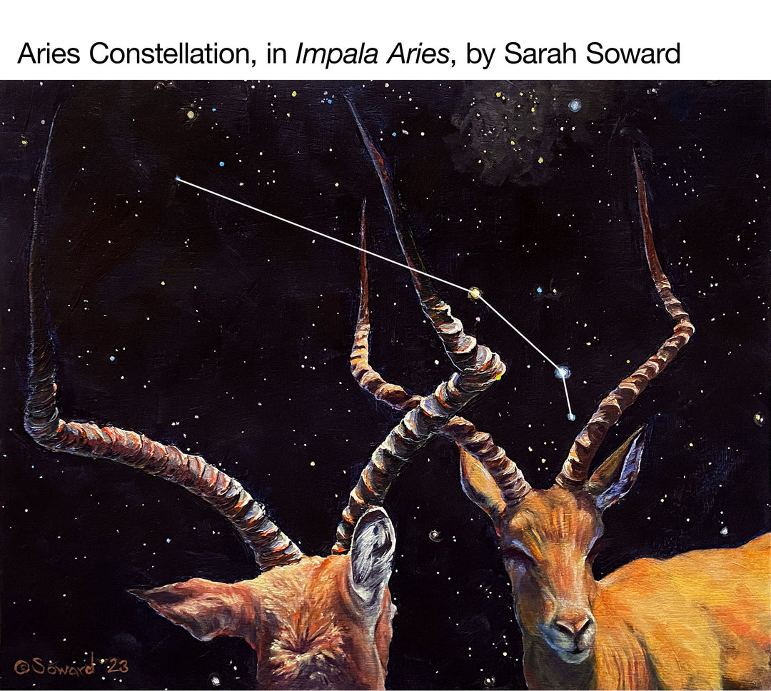 Impala Aries, Prints