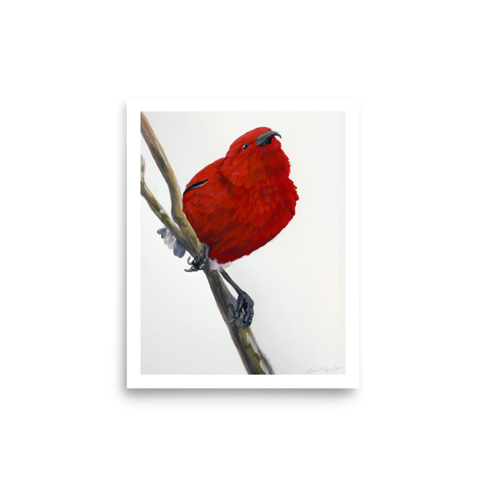 Apapane Watching, Open Edition Print