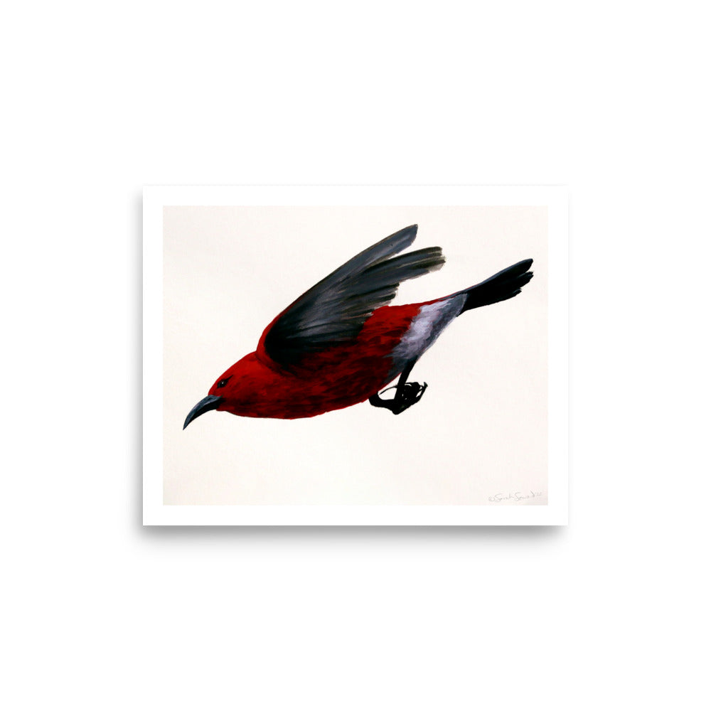 Apapane in Flight,  Open Edition Print