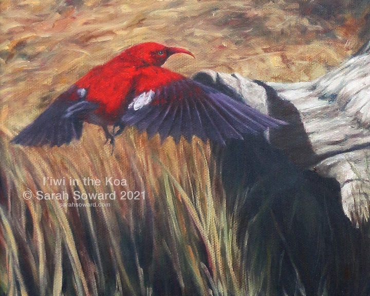 I'iwi in the Koa, AP Print on Canvas (Last One)