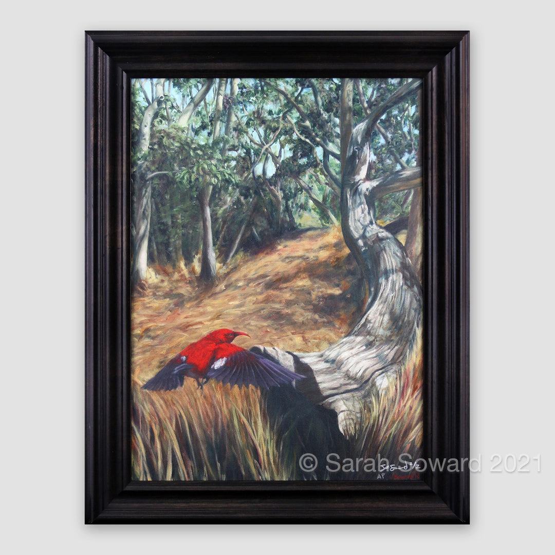 I'iwi in the Koa, AP Print on Canvas (Last One)