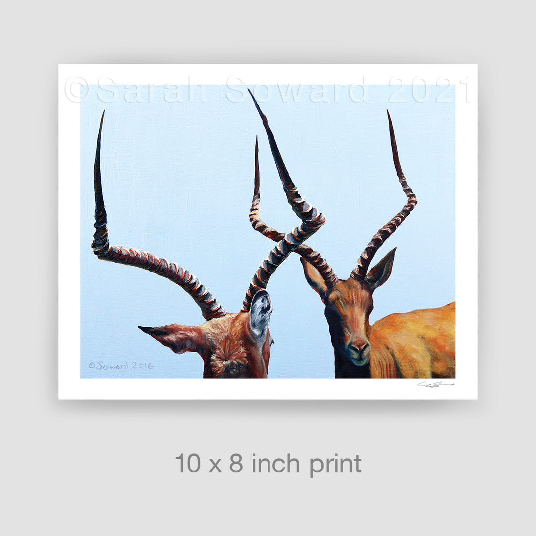 The Size Up, Gazelles Limited Edition Print