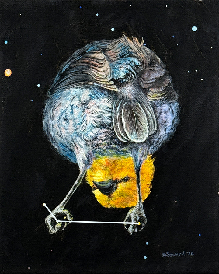 Apus, No Feet?? Verdin, Bird of the Desert Paradise, Original Painting