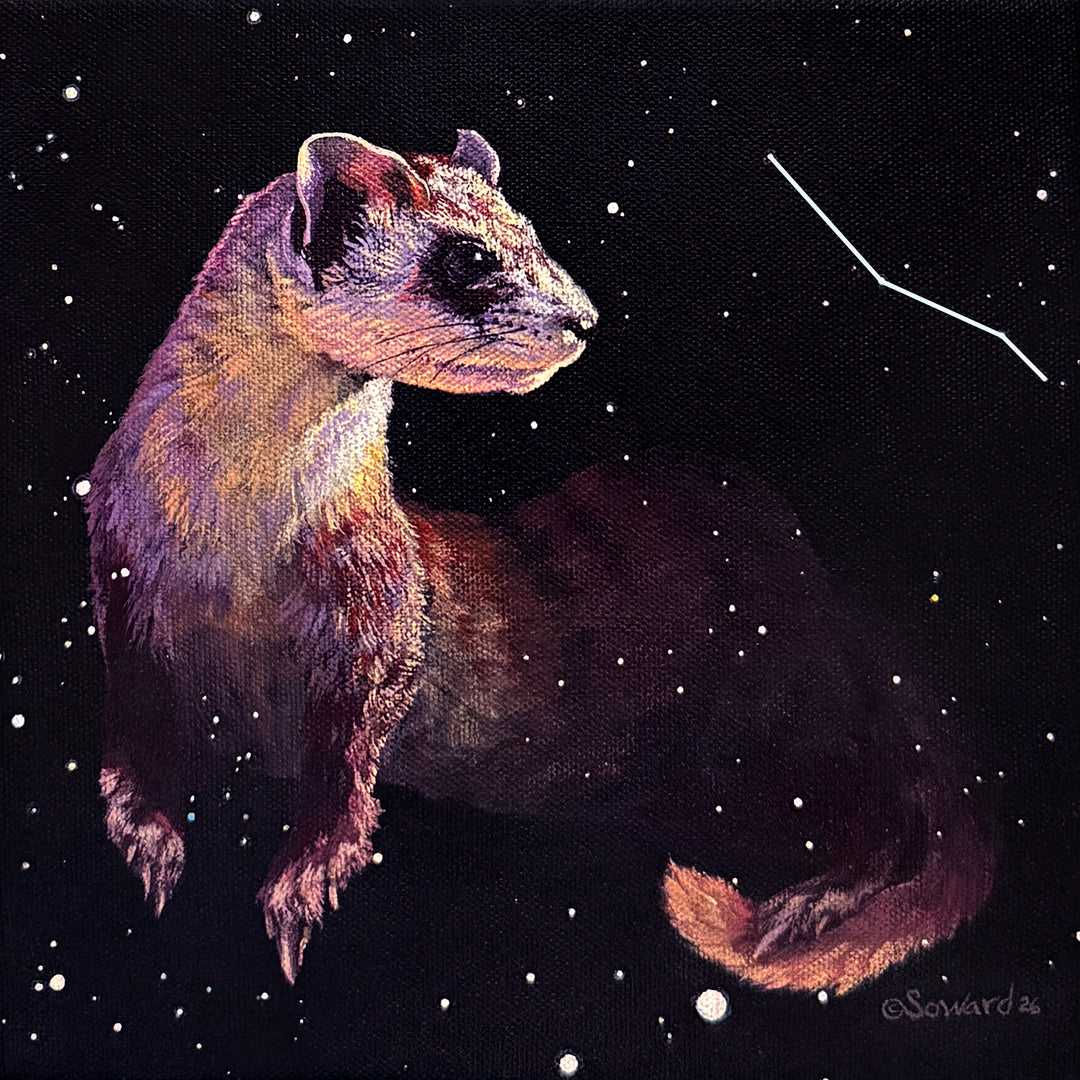 Caelum, the Wily Chisel, Ferret Print