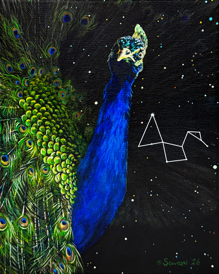 Pavo, the Sassy Peacock, Original Painting